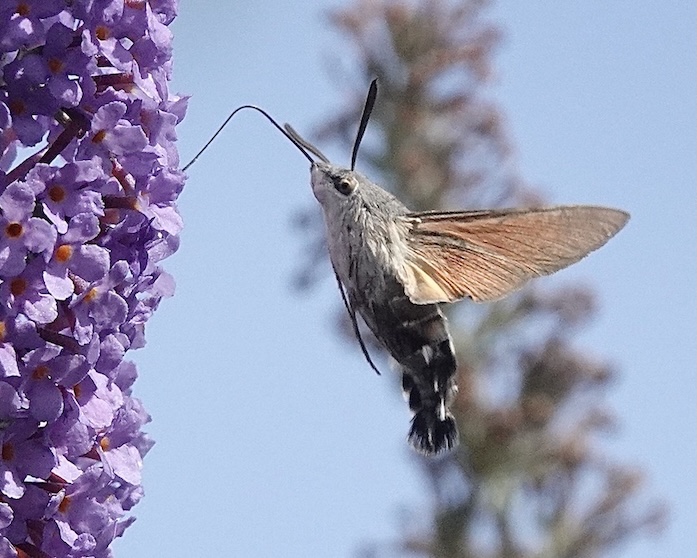 hummingbird hawkmoth